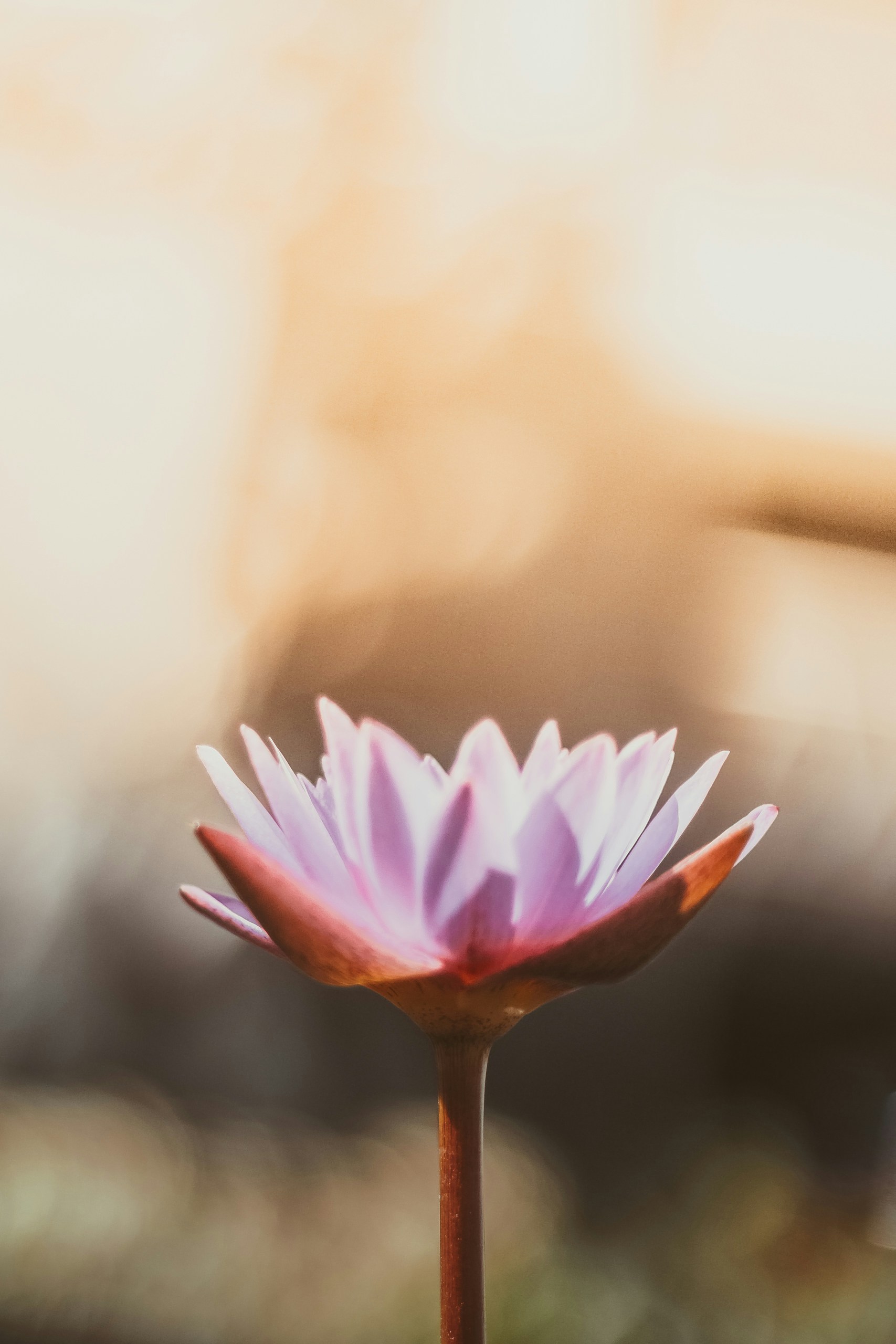 saffu-pYaKs30p9zg-unsplash (1)